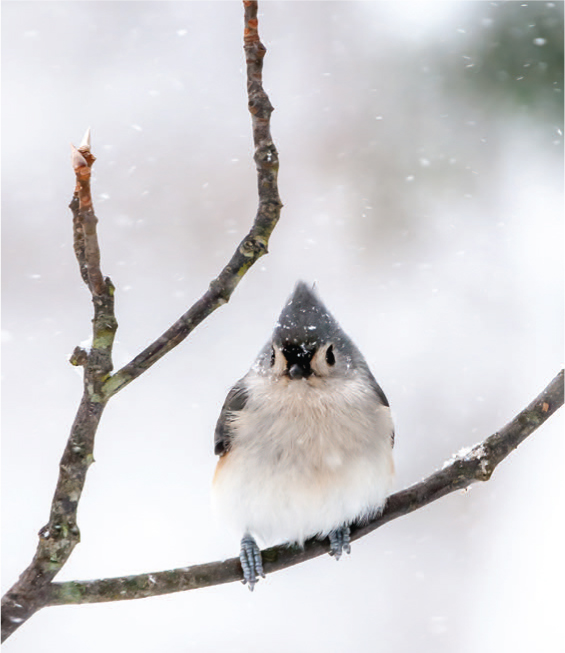 A tufted titmouse.