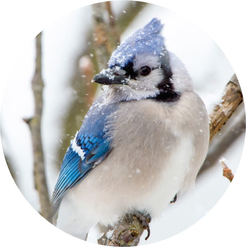 A blue jay.