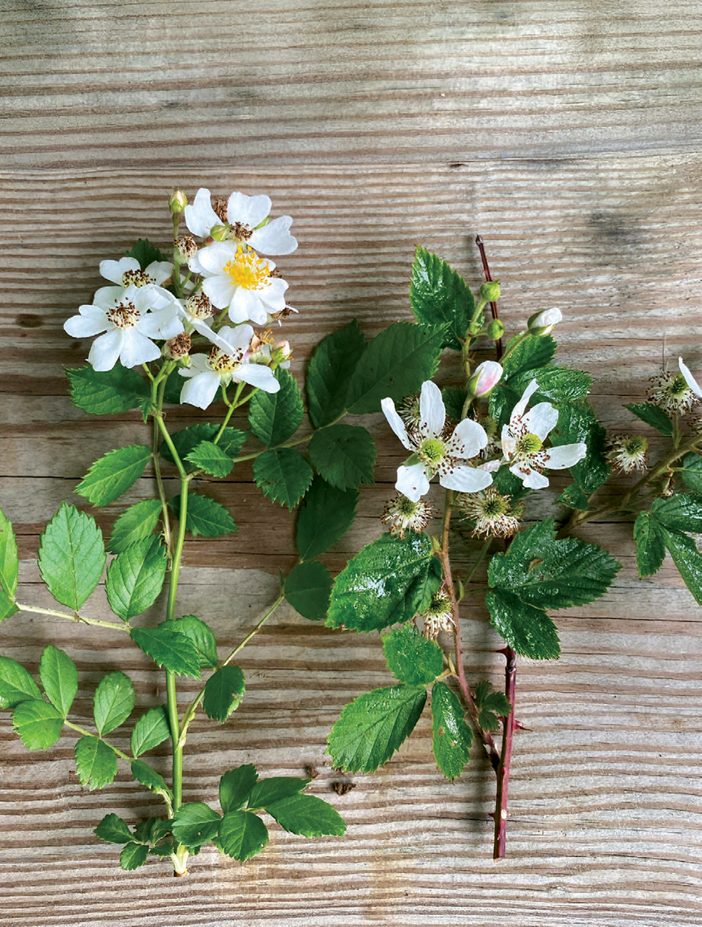 Once you know what to look for, you can easily tell the difference between the invasive multiflora rose, with its green stem (left), and the native Allegheny blackberry.