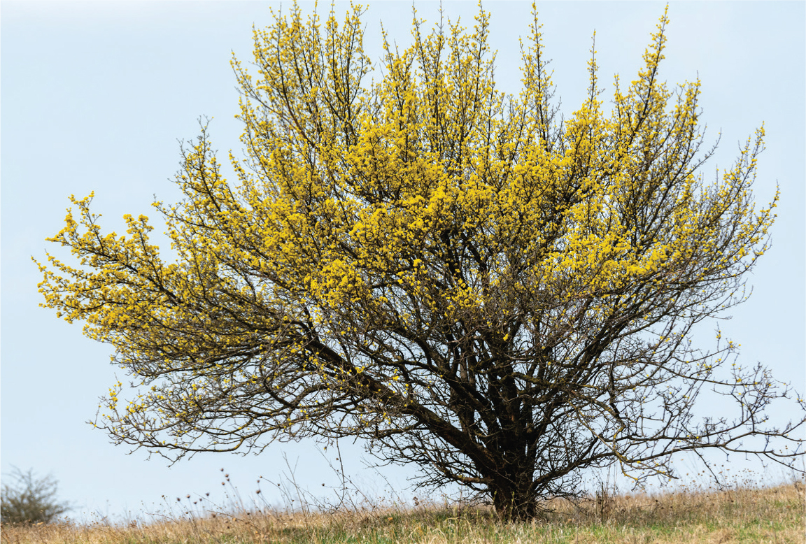 Cornelian Cherry Dogwood