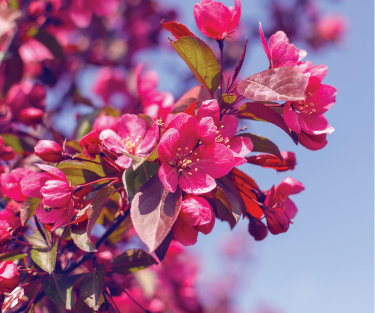 Crabapple Trees