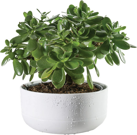 paul mitchell lavender mint tea tree Paul Mitchell